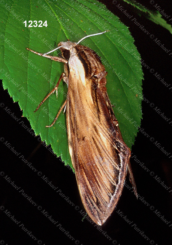 Laurel Sphinx (Sphinx kalmiae)